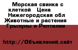 Морская свинка с клеткой › Цена ­ 500 - Нижегородская обл. Животные и растения » Грызуны и Рептилии   
